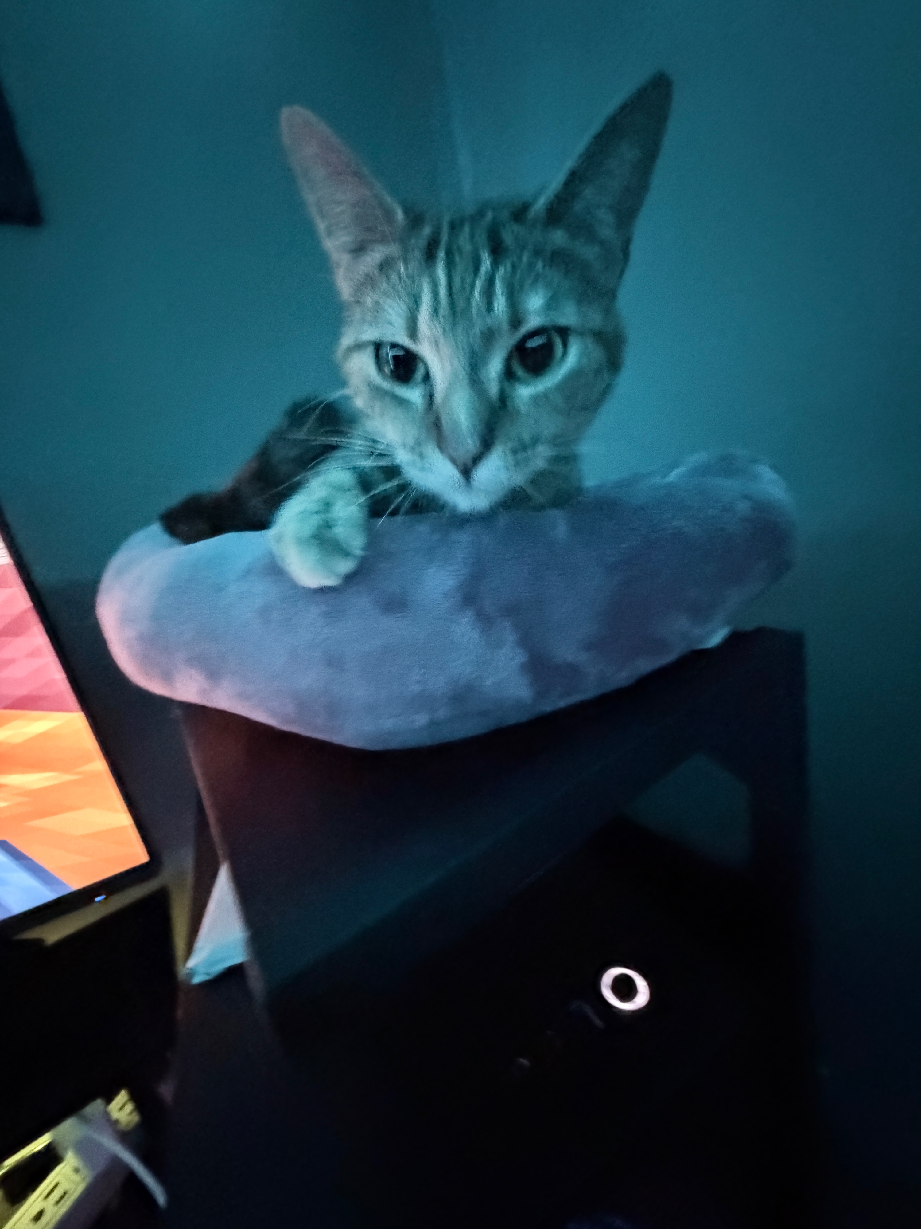 Missing cat Female, Riverside (usl548984) - photo