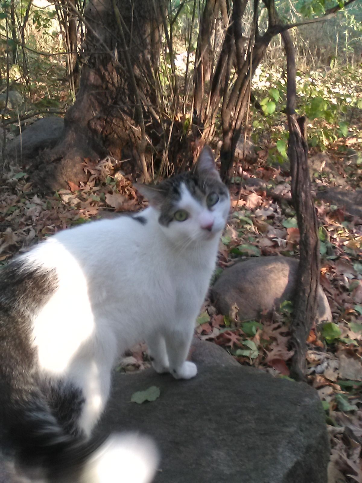 WHITE TIP ON TAIL. Body primarily white with tiger striped head and ears. Lower face mostly white. Faint tan area on chin. White stripe from forehead to nose. Tiger striped tail with ~2" white tip. Dark spots on left side of torso. 3 year old neutered male. Shy, may not approach people. Heart arrythmia, food allergies.