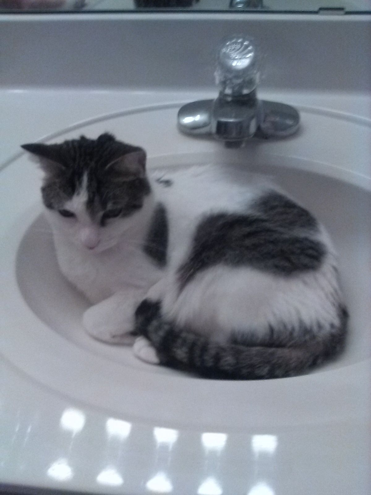 Missing cat Male, Woodbury (usl548988) - photo
