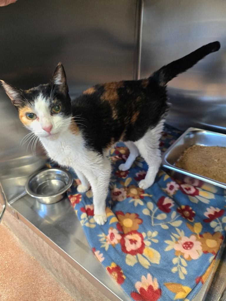 Missing cat Female, Phoenix (usl548995) - photo