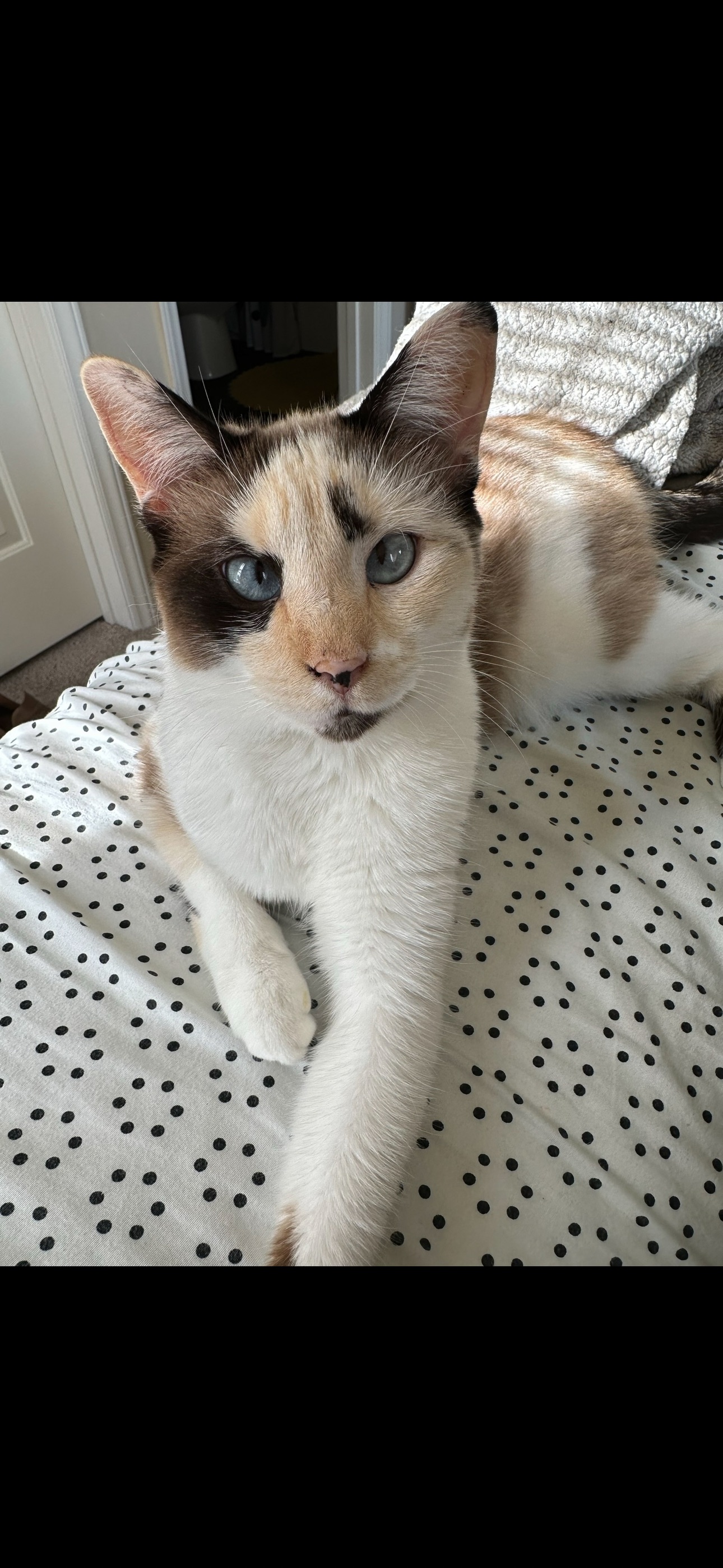 Missing cat Female, Austin (usl550080) - photo