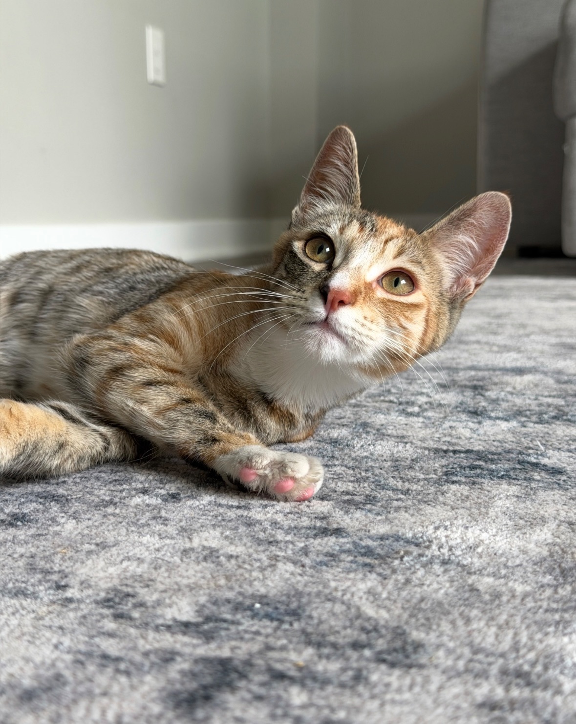 Missing cat Female, Seattle (usl550083) - photo
