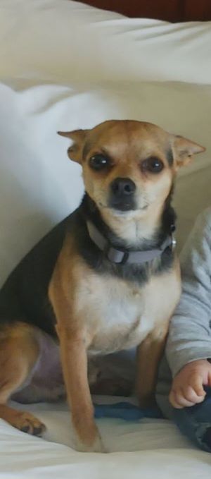 Missing dog Male, New Ross (usl550084) - photo