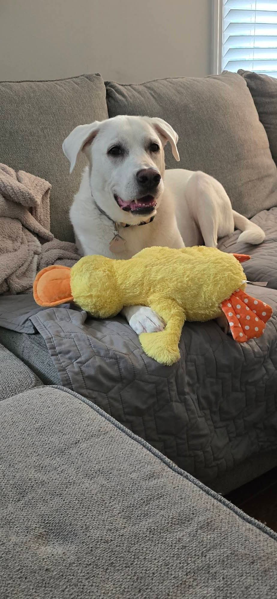 Missing dog Female, Wendell (usl550087) - photo