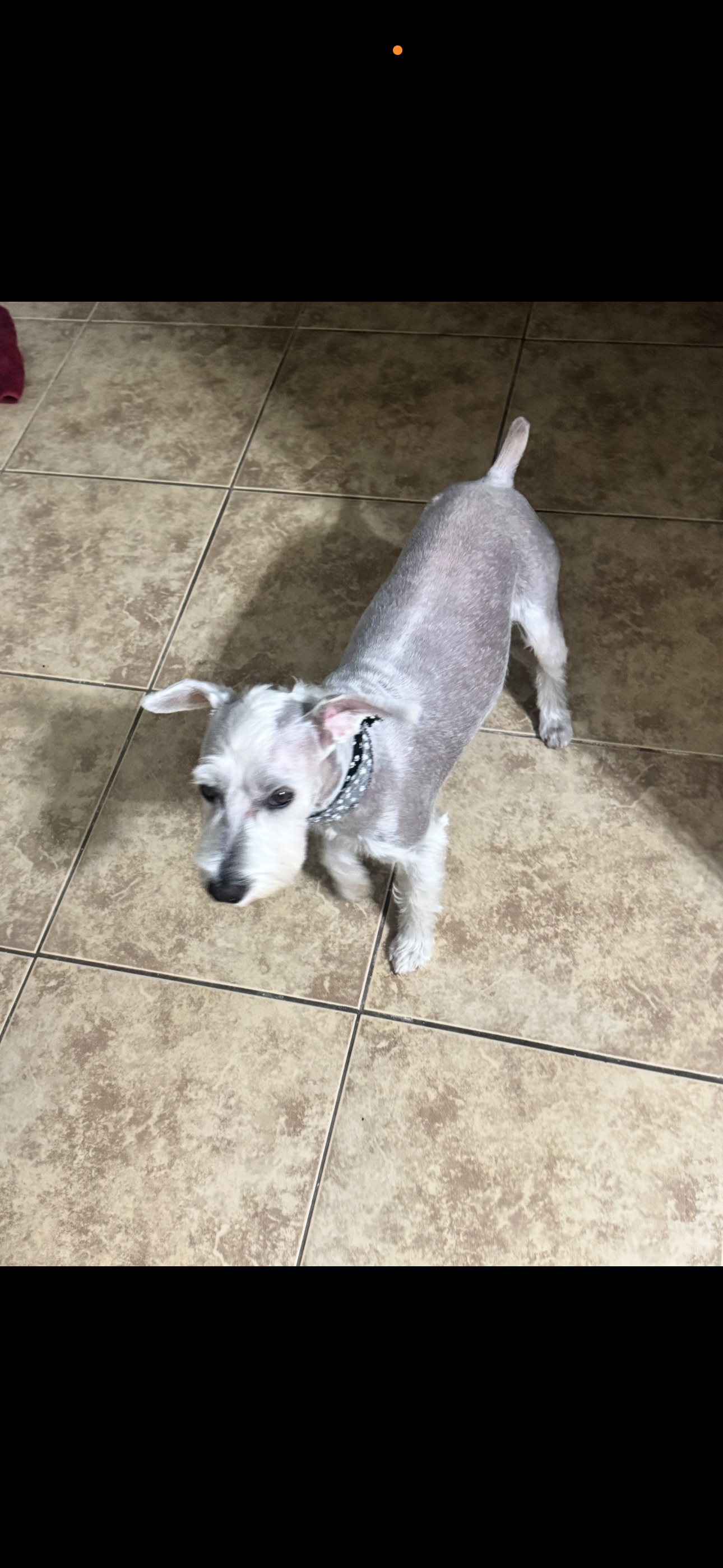Missing dog Male, El Paso (usl550108) - photo