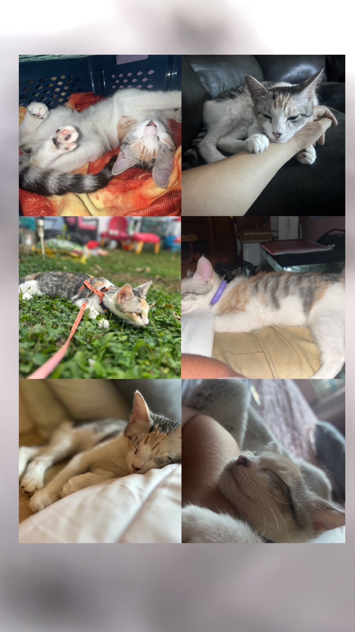 Missing cat Female, Byrnes Mill (usl550113) - photo
