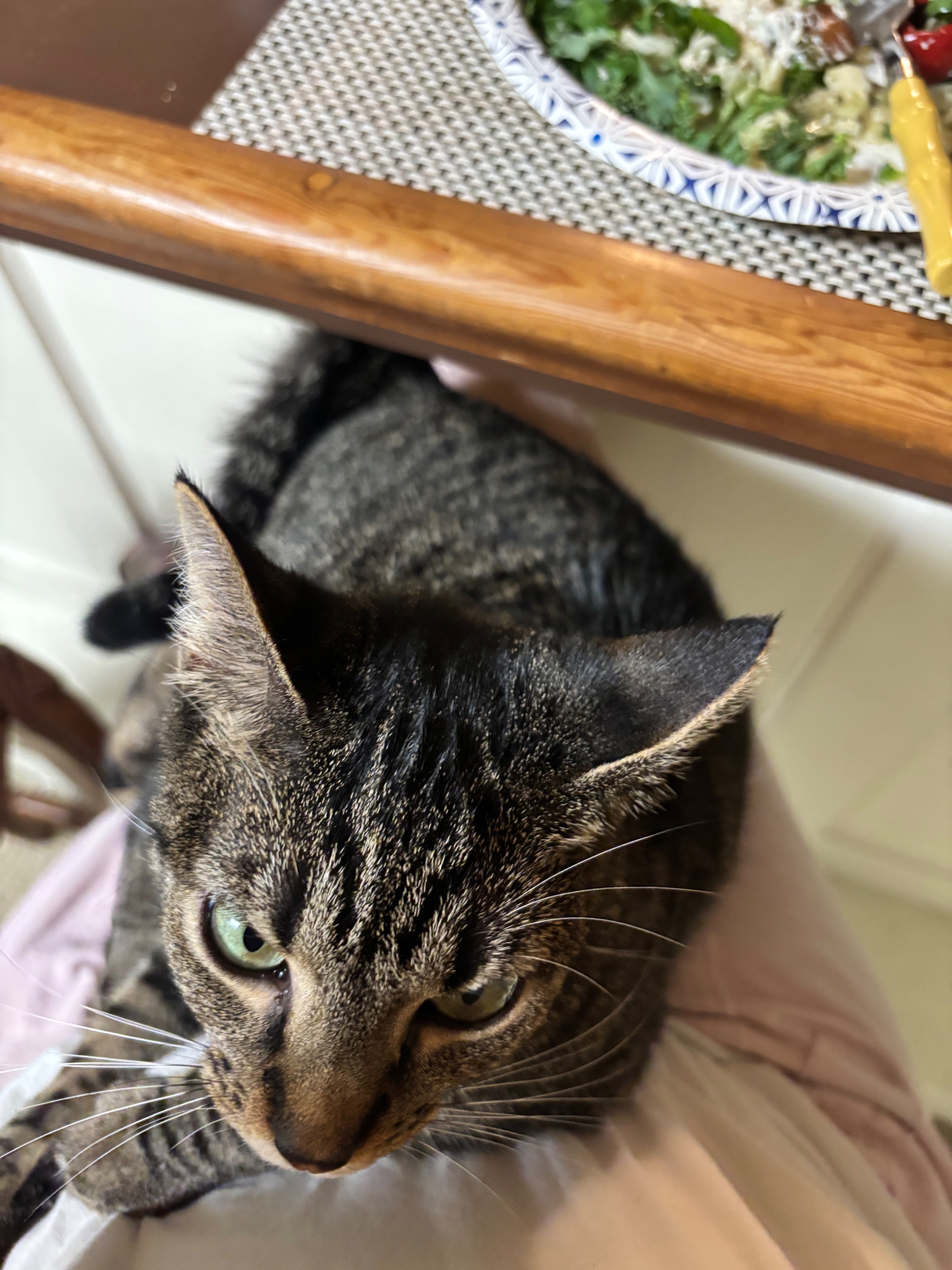 Missing cat Female, Arlington (usl550121) - photo