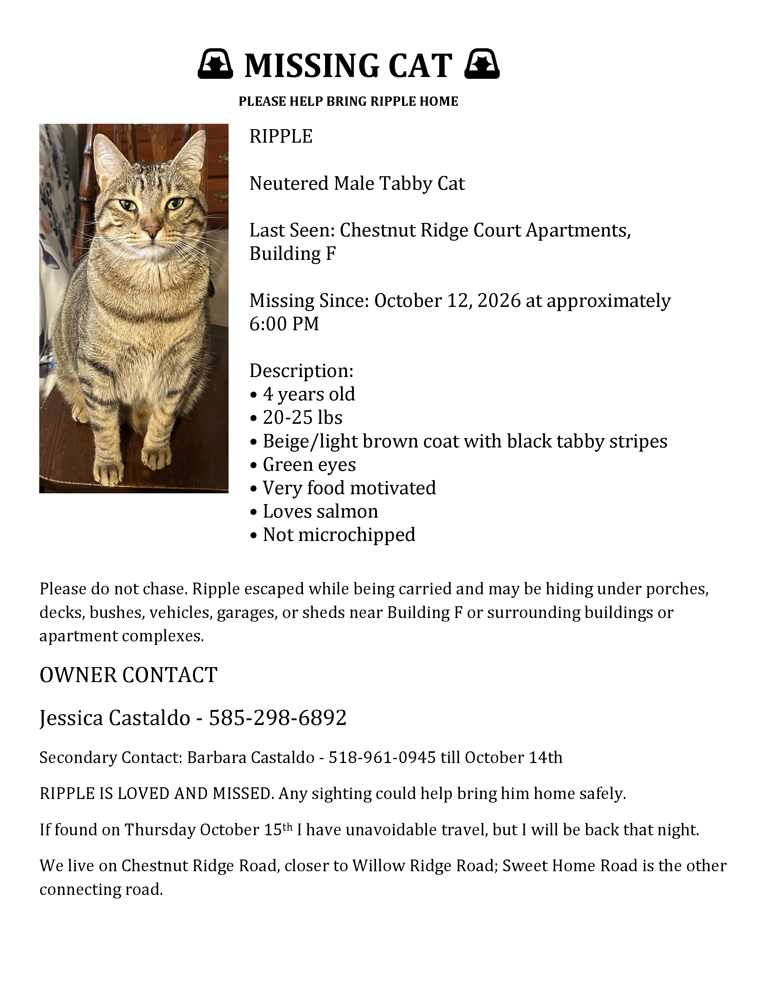 Lost cat, Chestnut Ridge Road, 4280, Buffalo, Eggertsville — male tabby - photo