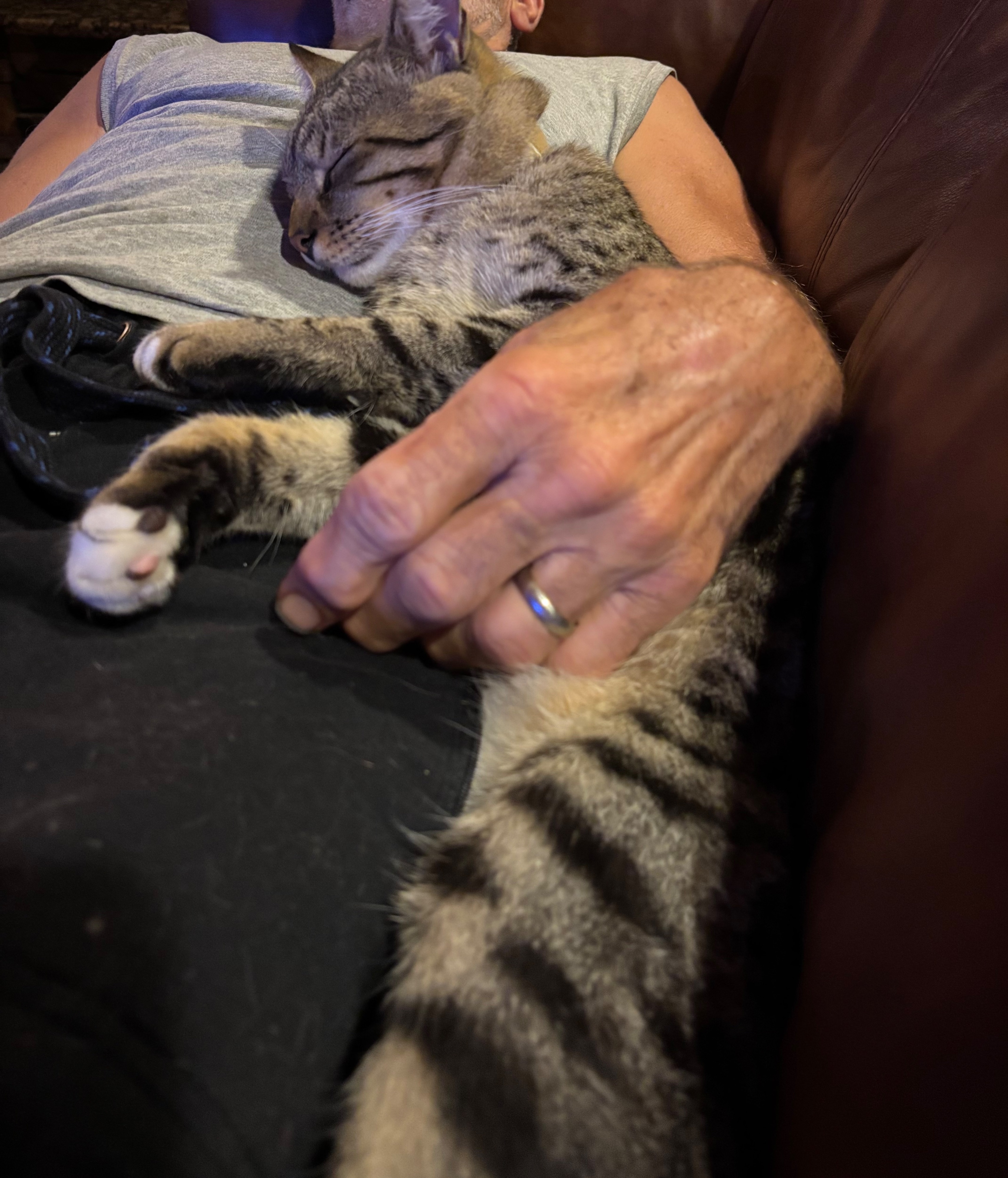 Lost cat, Dunnellon, Florida, Eloy — striped tabby, shy but loving - photo