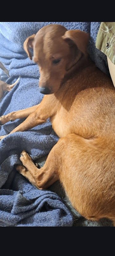Lost male dog, Bent Tree Drive...