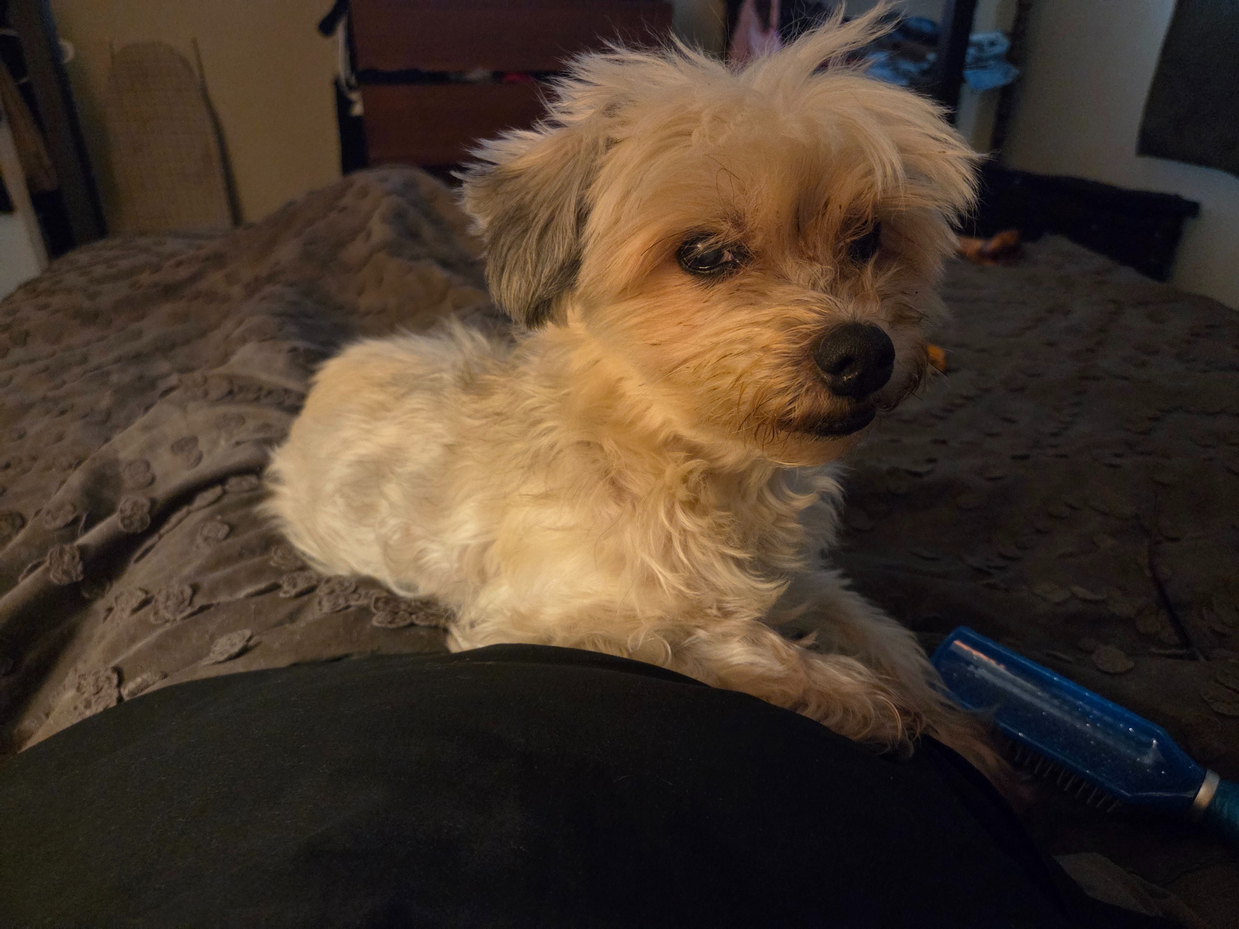 Lost dog, Palisades Boulevard,...