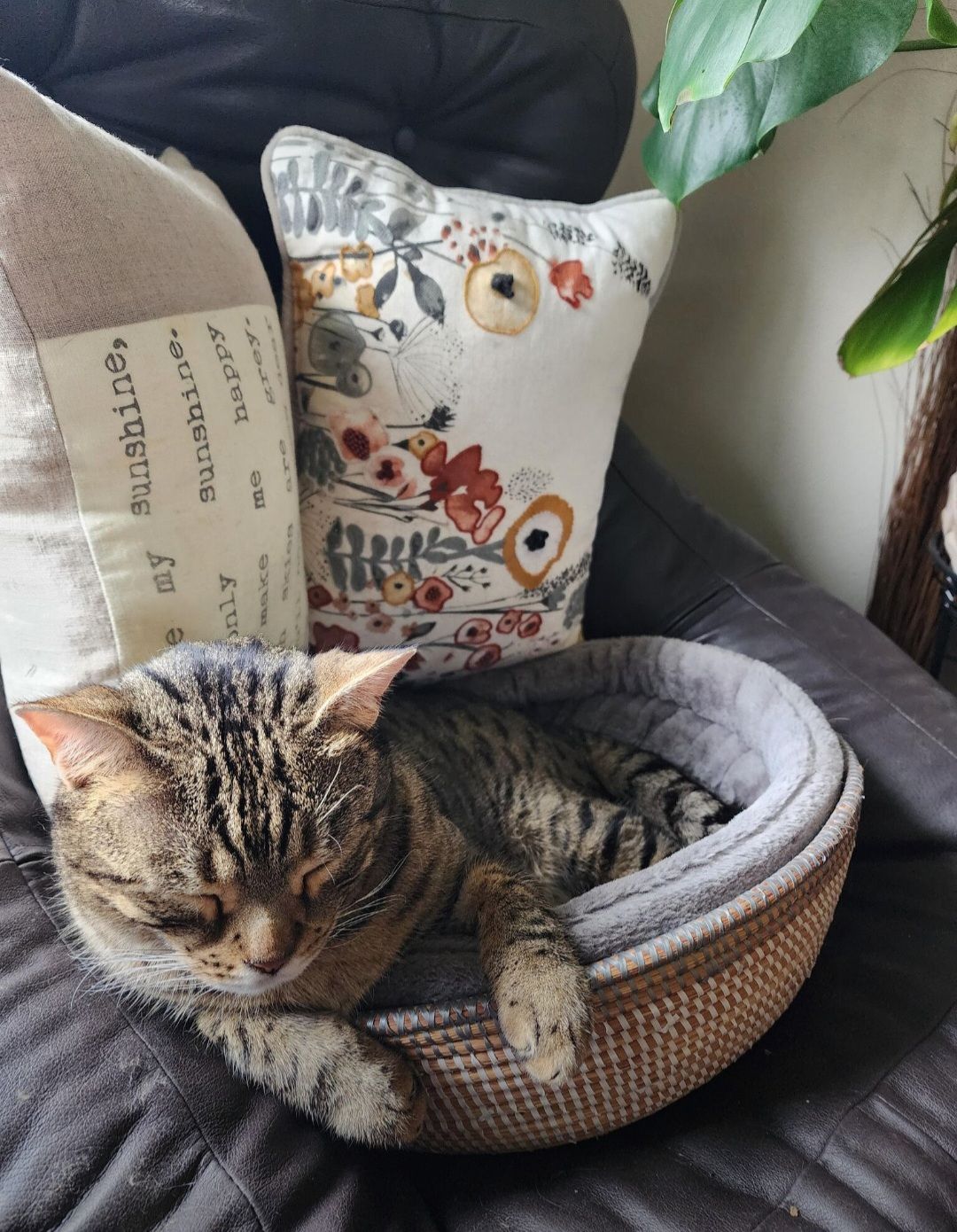 Lost cat, Southwest Bedford St...