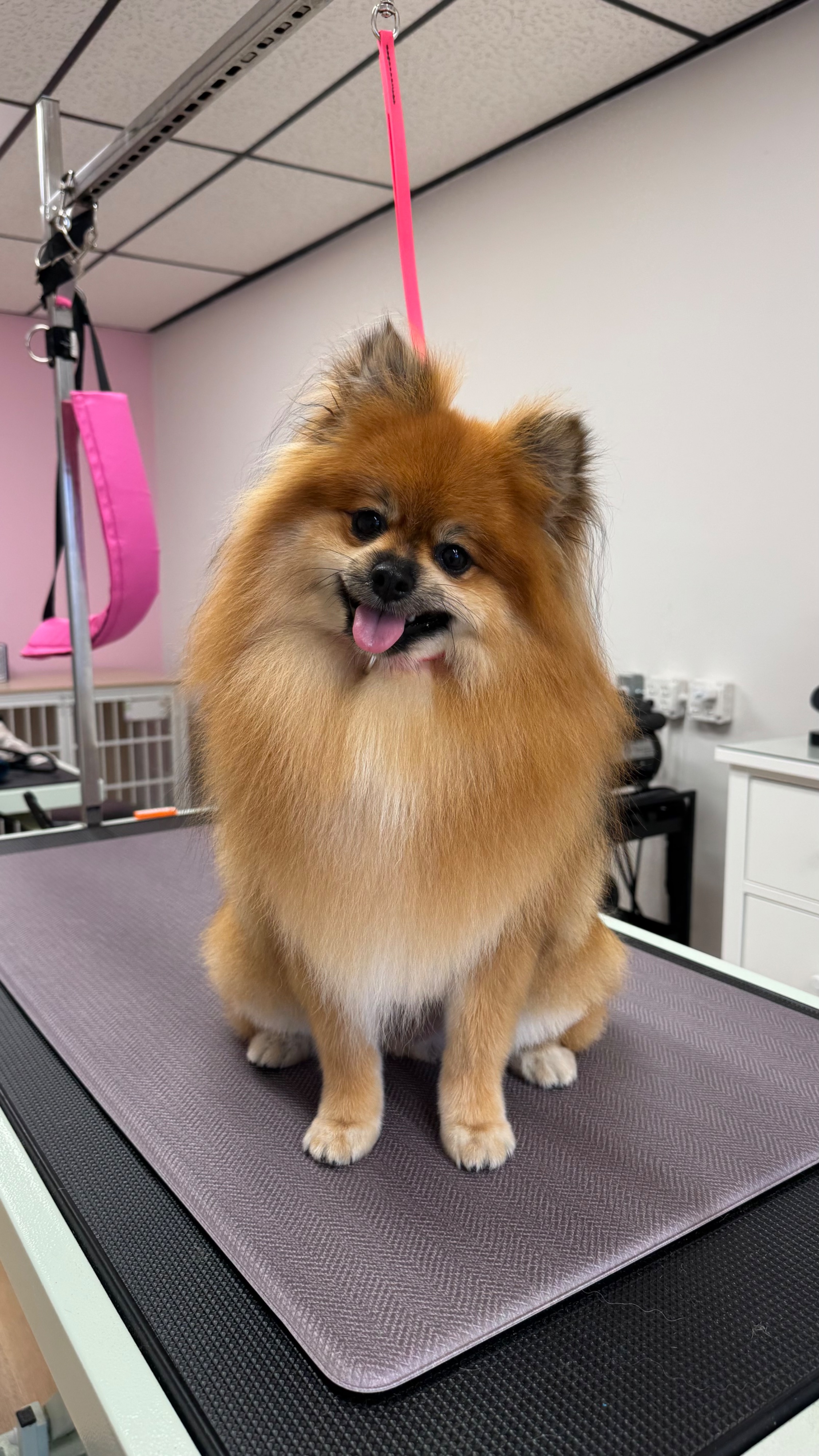 Lost dog, Wisconsin 32, 1409, Milwaukee, Milwaukee — 13 lb brown male Pomeranian - photo