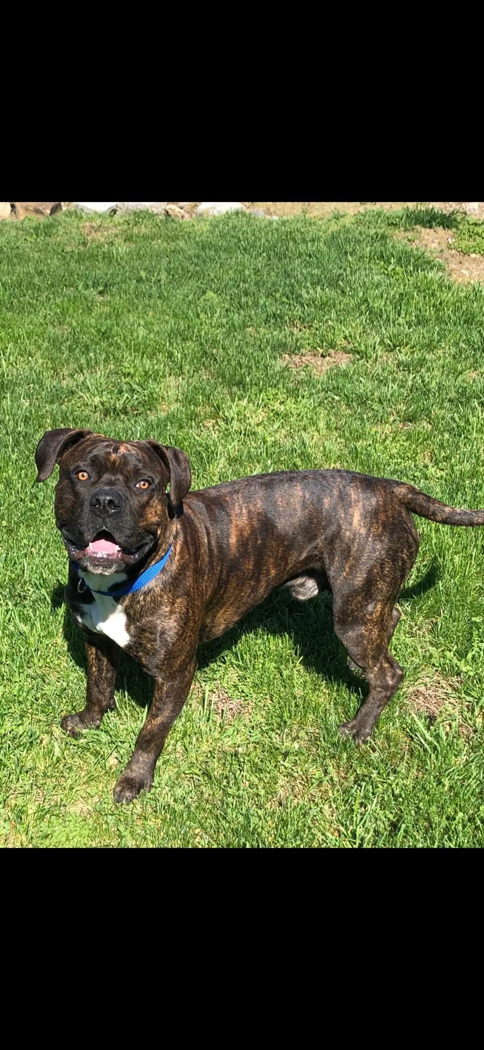 Lost dog, Snake Ridge Road, 59...