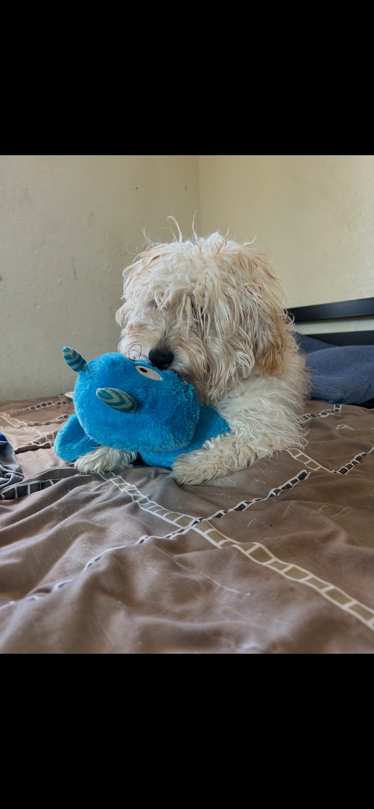 Lost Dog, Coralstone Drive, 10685, El Paso — male white poodle - photo