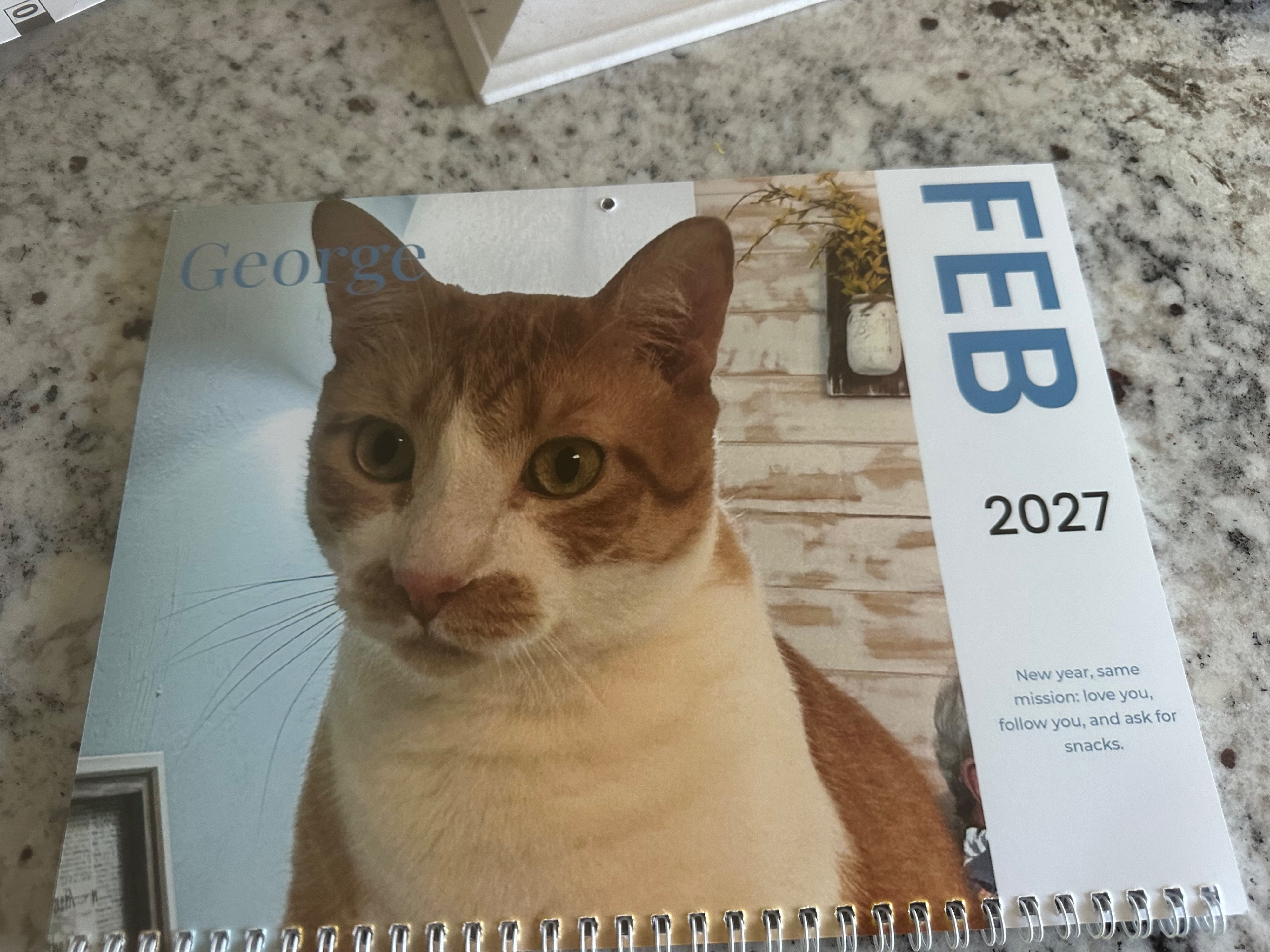Lost cat, Old Springhill Road, 2288, Demopolis — male, orange and white - photo