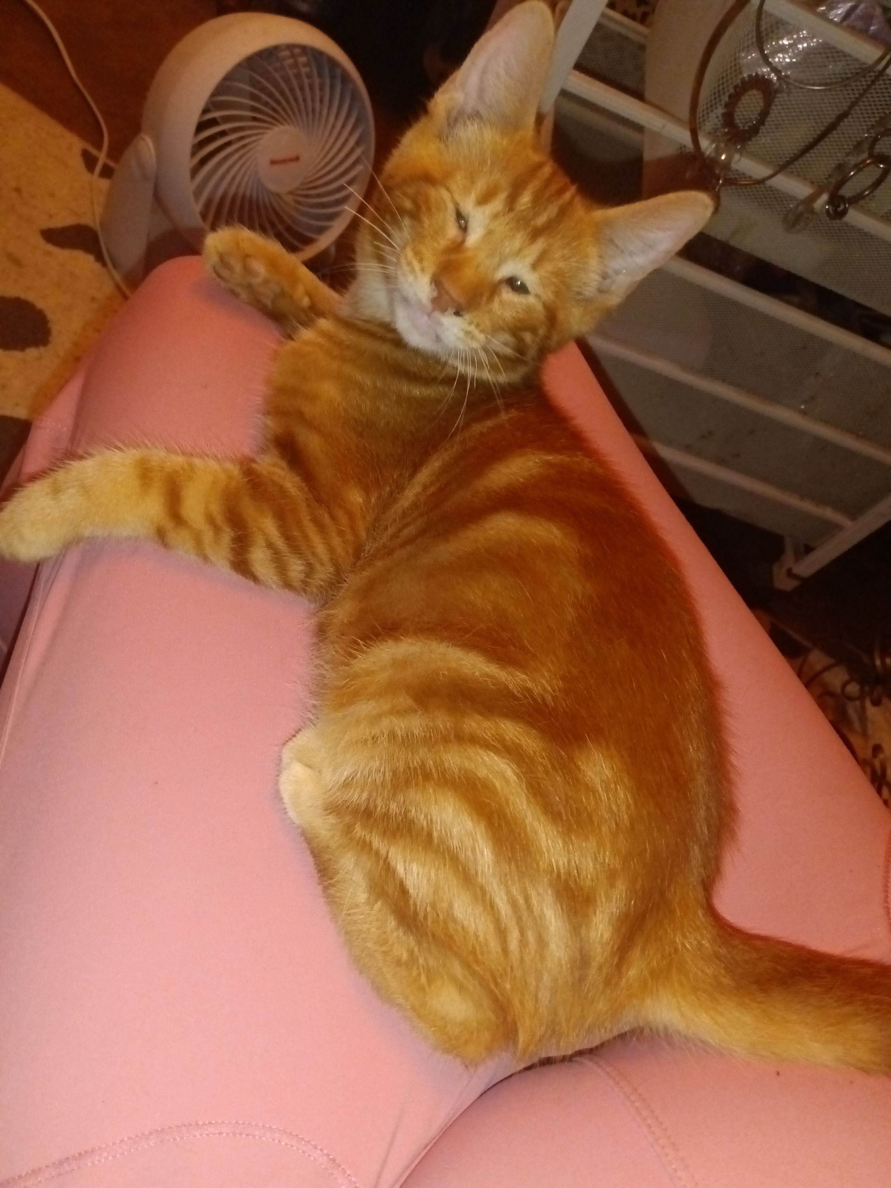 Lost male cat, Crest Ridge Drive, 532, Lakeside — 80% blind - photo