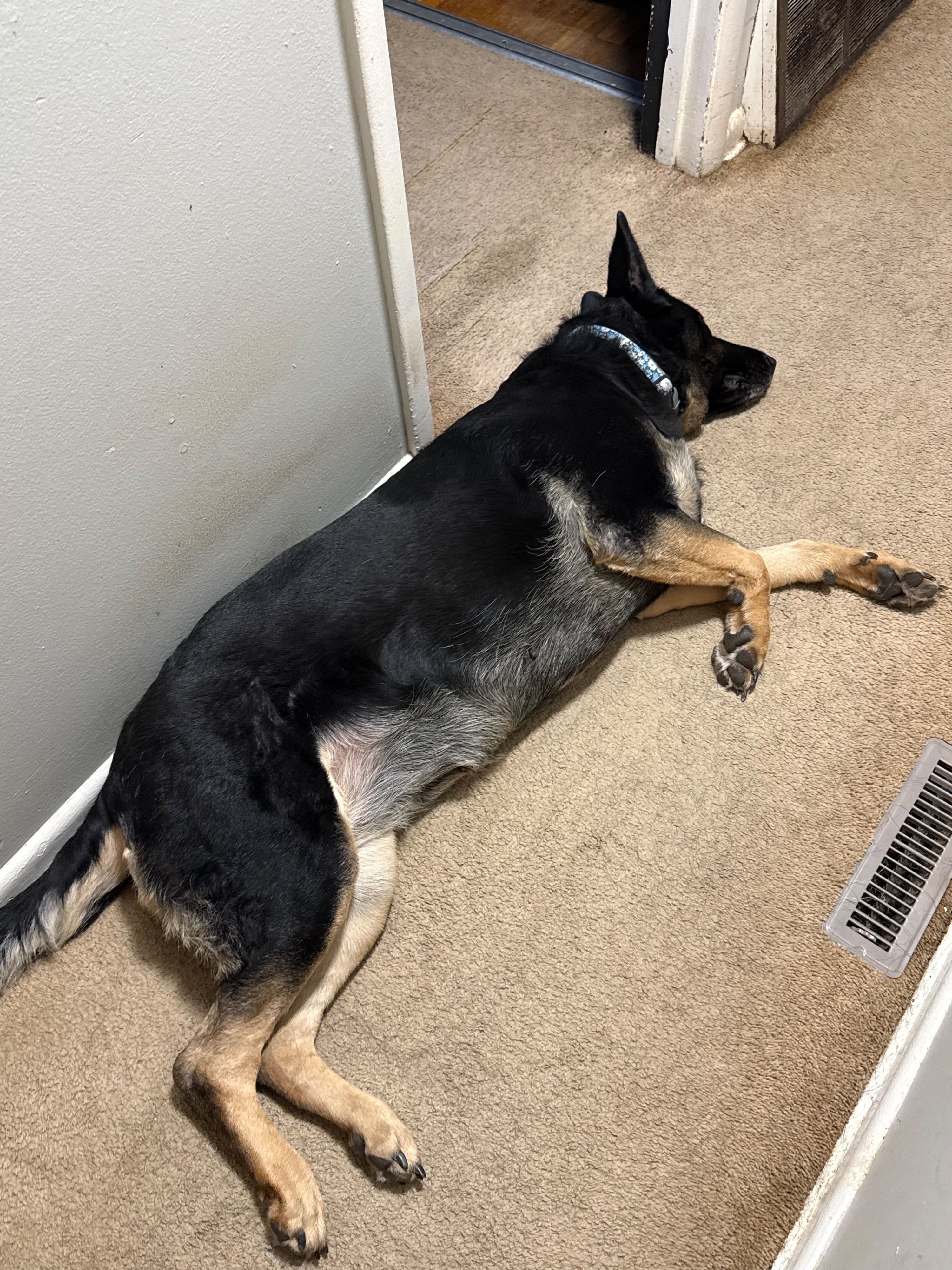 Lost dog, Glendora Road, 601, Columbus — female German Shepherd with a bluish-gray flowered collar - photo