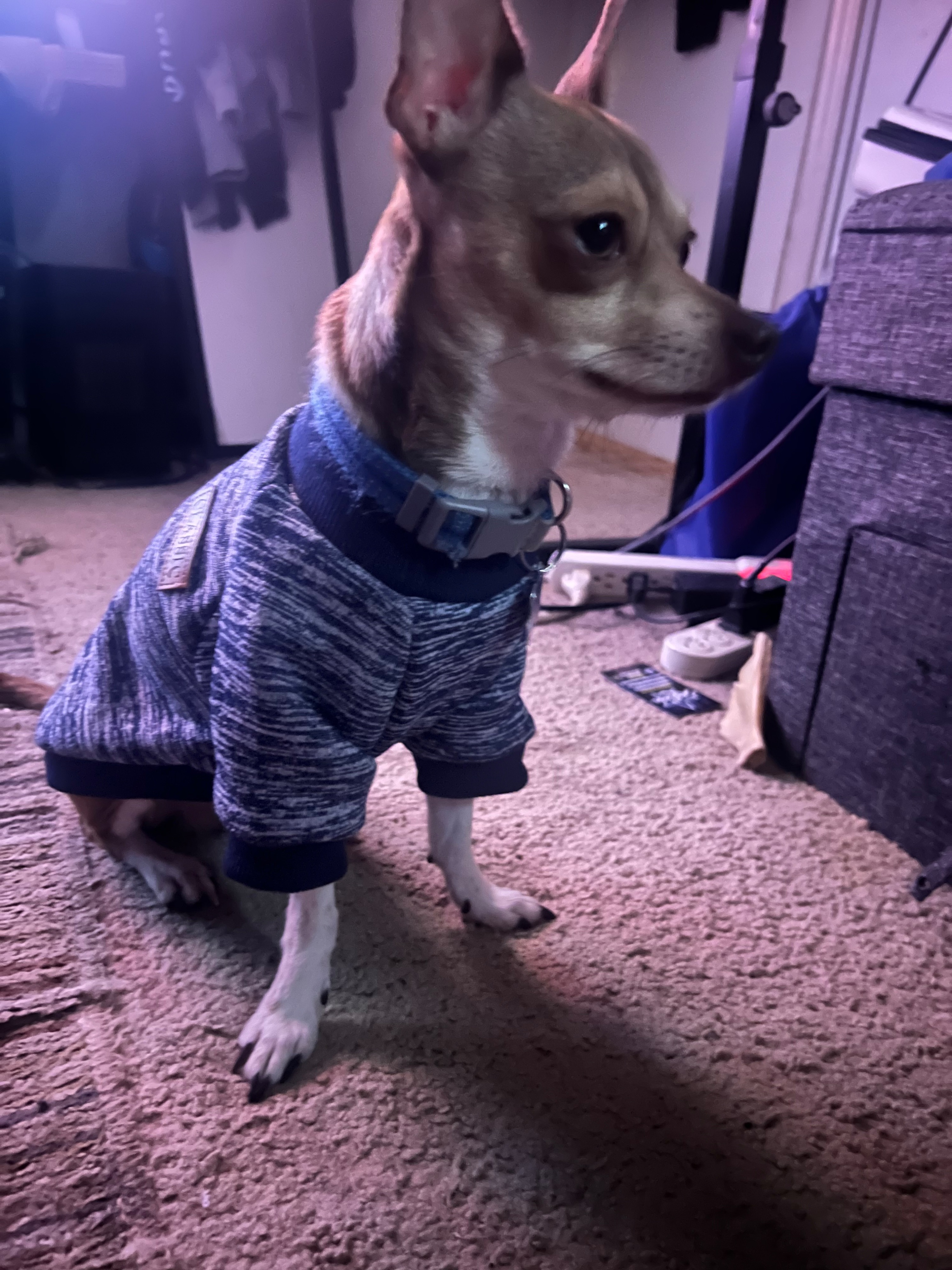 Lost dog, Mars Road, Texas, Wilmer — male with blue collar and white-tipped tail - photo