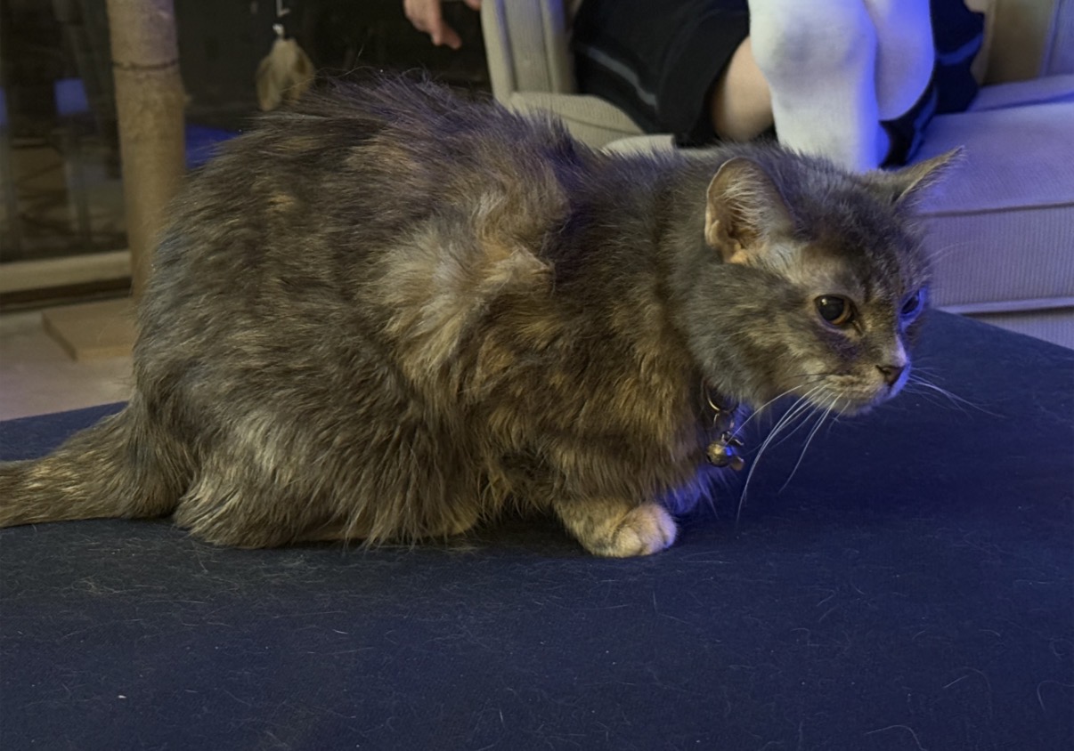 Lost female cat, Gregford Road, 732, Burr Ridge — deaf and 4.5 lbs - photo