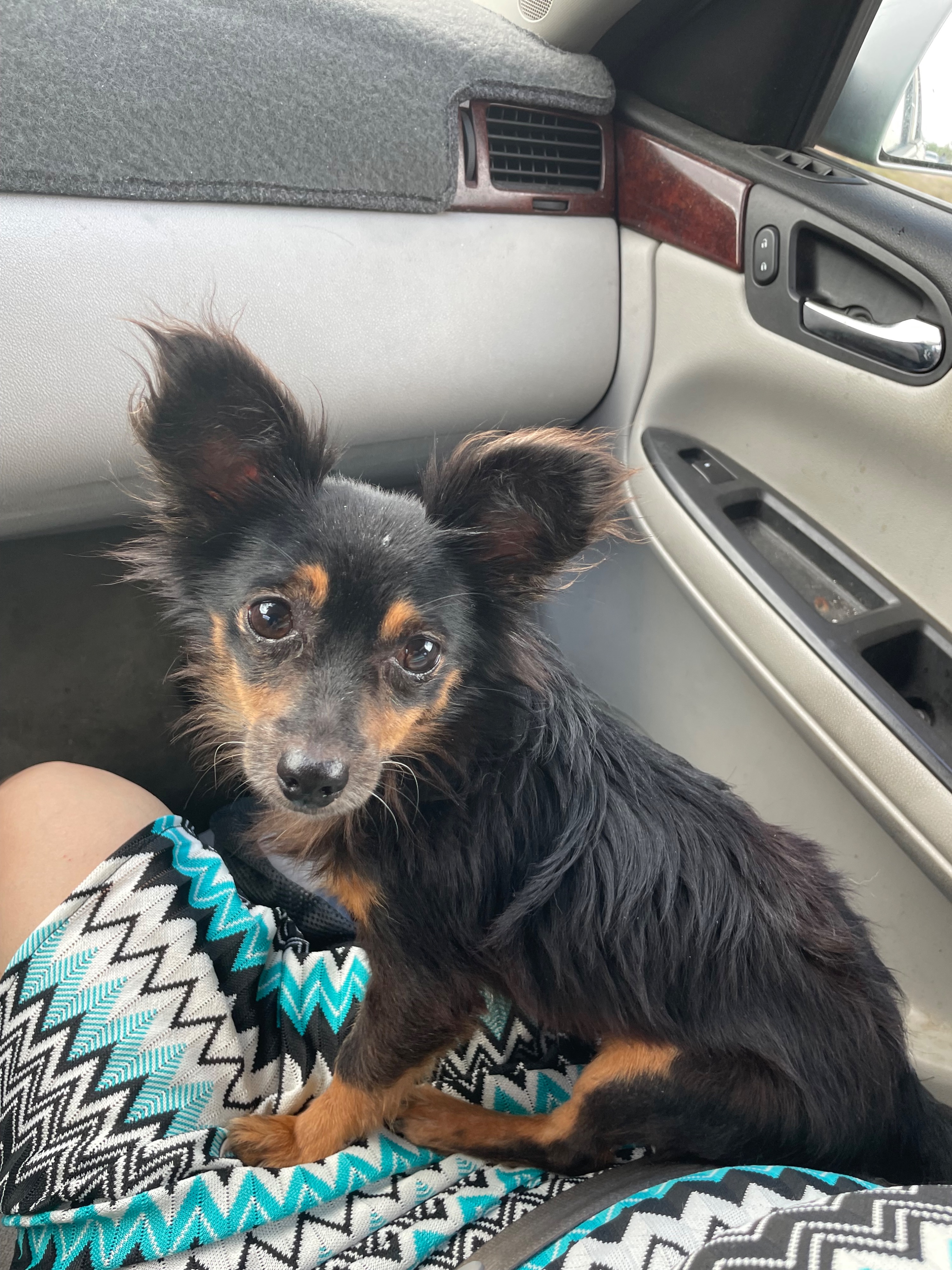 Lost Dog, Terrace Drive, Killeen — Male, Black and Brown Chihuahua, Pomeranian and Dachshund Mix - photo