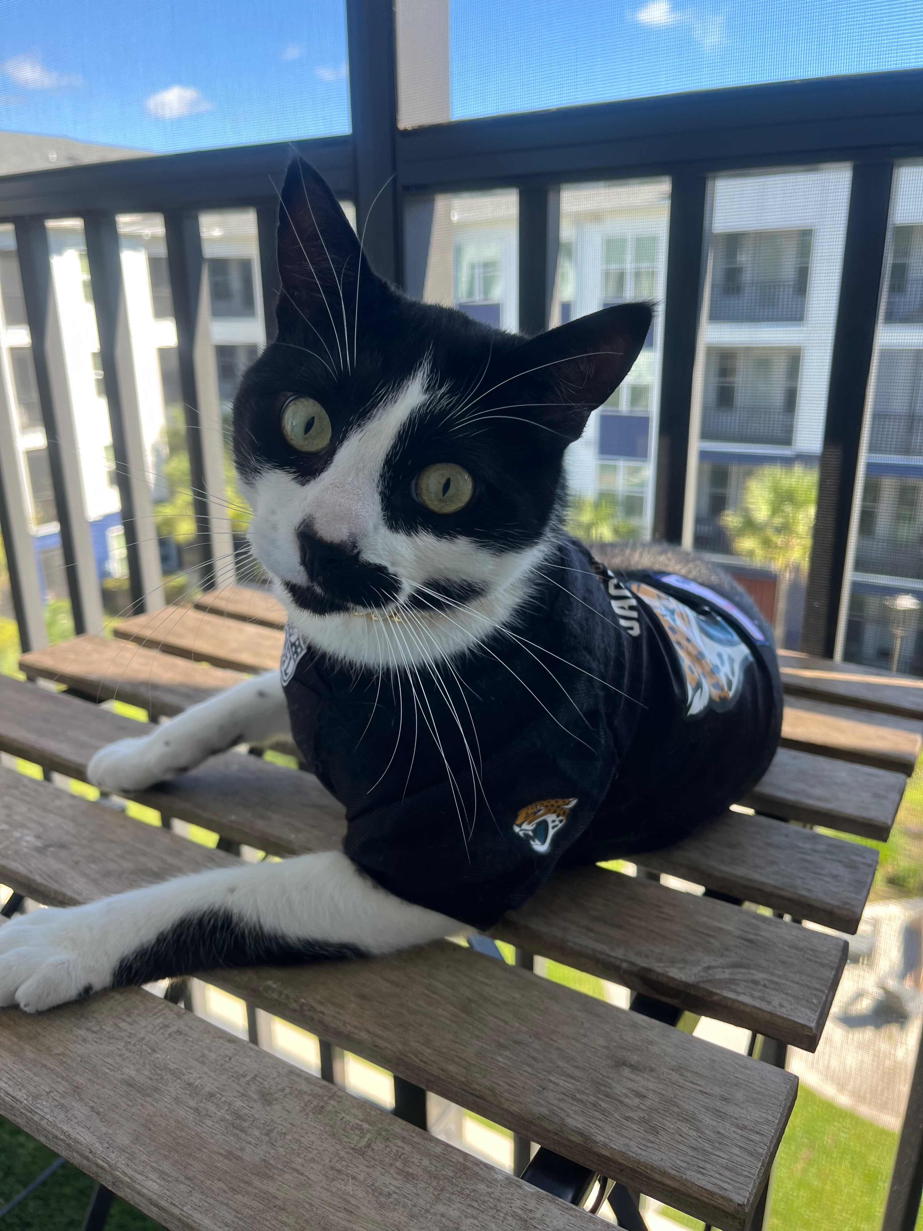 Lost male cat, South Marsh Cove Drive, 12757, Jacksonville — tuxedo markings and gold chain - photo