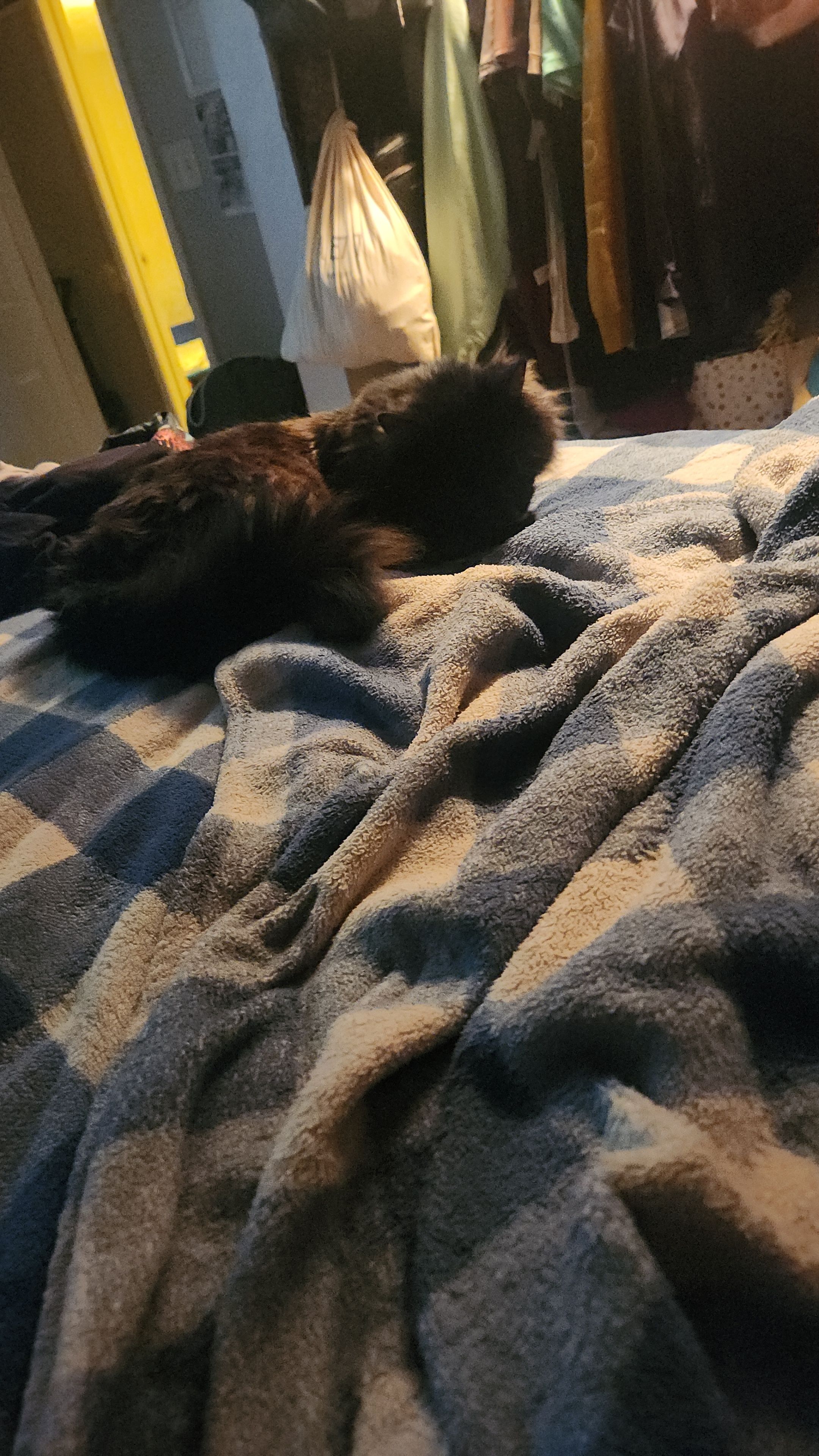 Lost cat, Glenhaven Road, 4234, Cincinnati, Columbus — female, fluffy black coat - photo