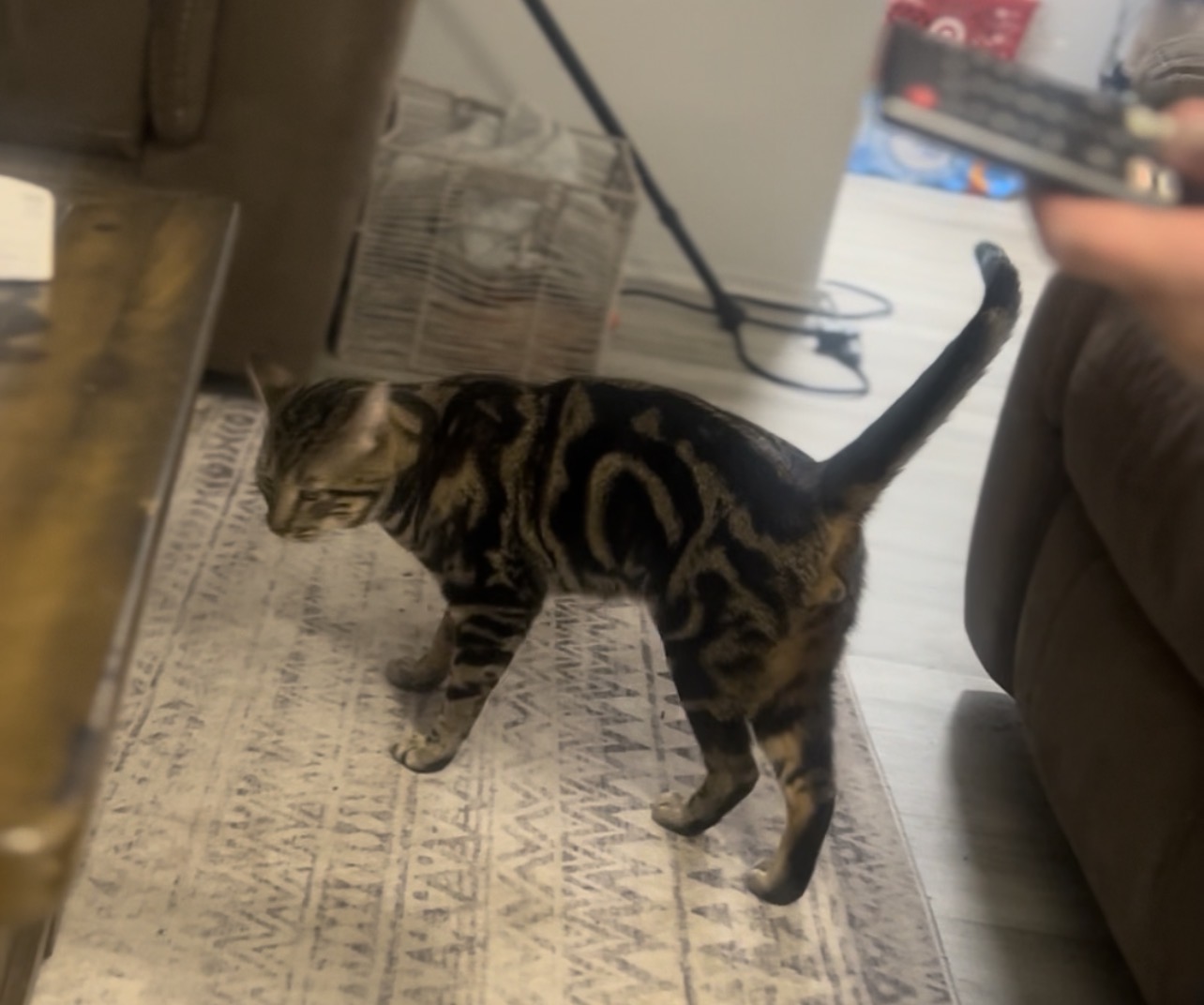 Lost male cat, Crittenden Road, Town of Brighton, Rochester Institute of Technology — distinctive marbled pattern - photo